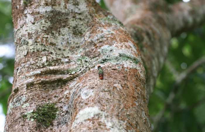Fig.11 Cortesa <i>Plumeria rubra</i> (Apocynaceae) (04 de Octubre 2013) Los Almendros Sector El Hacha Los Inocentes 290m.