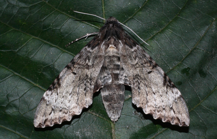 Fig. 3 Vista dorsal macho de <i>Pseudosphinx tetrio</i> (Sphingidae) Los Inocentes Sector El Hacha 290m.(13-SRNP-22175-DHJ493762.