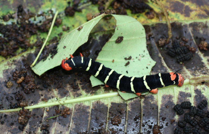 5 . Larva de <i>Pseudosphinx tetrio</i> (Shpingidae) Inocentes Los Almendros Sector El Hacha 290m. 13-SRNP-22574-DHJ493763.