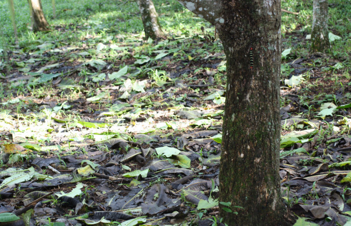 Fig. 8 Corteza de los troncos y hojas en el suelo de <i>Plumeria rubra</i> 18 de Octubre 2013 Inocentes, Los Almendros. Sector El Hacha 290m.