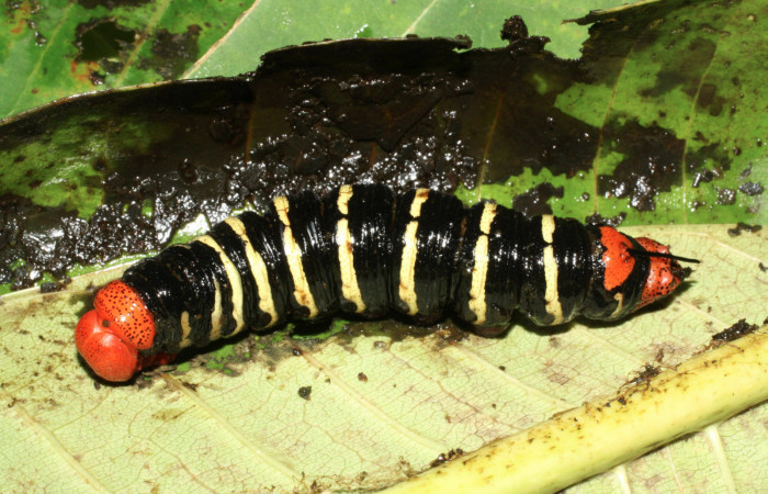 Fig. 11 . Prepupa de <i>Pseudosphinx tetrio</i> (Shpingidae)  (04 de Octubre 2013) Los Almendros Sector El Hacha Los Inocentes 290m. 13-SRNP-22168-DHJ493748.jpg