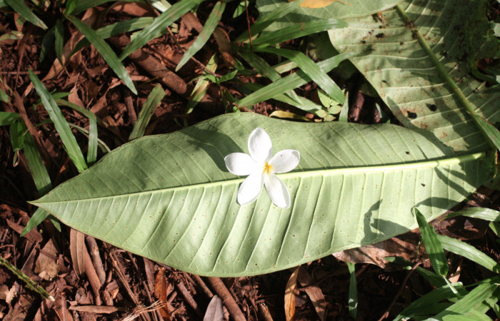 Fig.13 Cortesa <i>Plumeria rubra</i> (Apocynaceae) (04 de Octubre 2013) Los Almendros Sector El Hacha Los Inocentes 290m.