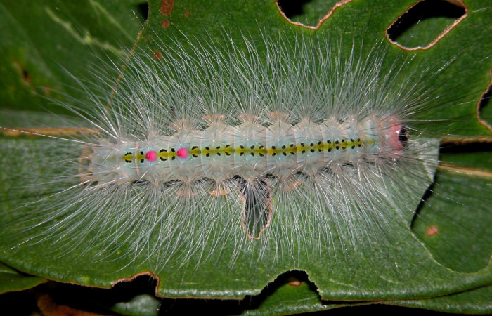 Figura. 11 Larva <i>Caviria regina</i> (Eribidae), posición dorsal entero alimentándose en <i>Vochysia ferruginea</i>, (Vochysiaceae). (03-SRNP-29765-DHJ401329.jpg).