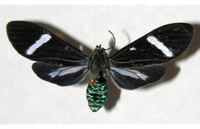 Figura 11. Adulto de <i>Aclytia</i> albistrigaDHJ02 Erebidae 04-SRNP-42527-DHJ316444.jpg posición dorsal.