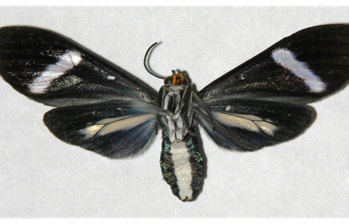 Figura 12. Adulto de <i>Aclytia</i> albistrigaDHJ02 Erebidae 04-SRNP-42527-DHJ316445.jpg posición vista ventral.