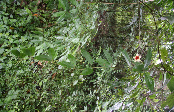 Figura 13. Planta hospedera de Aclytia albistrigaDHJ02 ,Planta Mandevilla hirsuta (Apocynaceae).