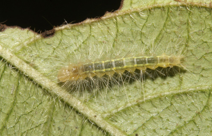 Figura 2. Larva en tercer estadio <i>Aclytia</i> albistrigaDHJ02 (Erebidae) alimentandose en <i>Mandevilla hirsuta</i> (Apocynaceae) posición dorso (14-SRNP-43284-DHJ708990.JPG) 17 julio 2014, Punte Rio Negro (elevación 340 metros).