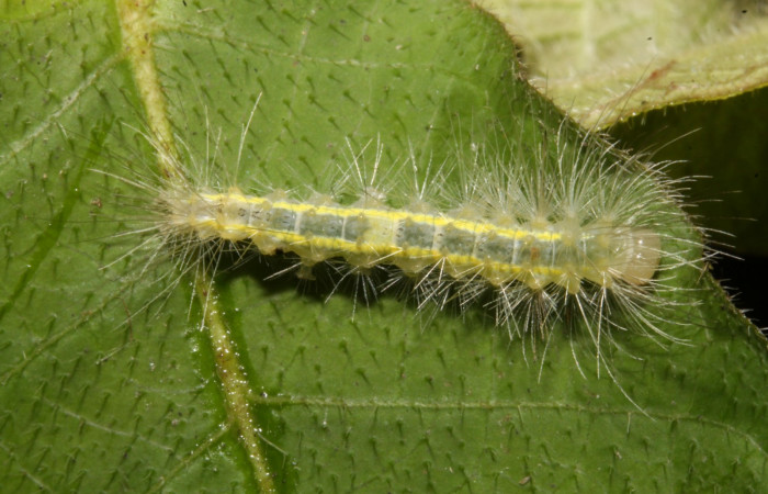 Figura 3. Larva en cuarto estadio <i>Aclytia</i> albistrigaDHJ02 (Arctiidae) alimentandose en <i>Mandevilla hirsuta</i> (Apocynaceae) posición dorso (14-SRNP-43284-DHJ724008.JPG) 25 julio 2014, Punte Rio Negro (elevación 340 metros).