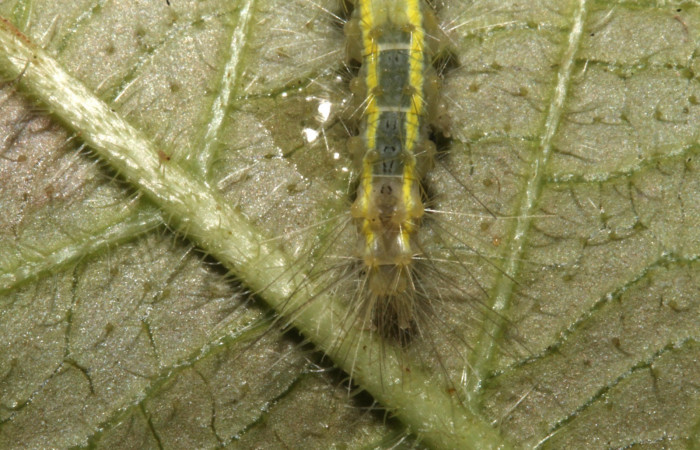 Figura 5. Larva en cuarto estadio <i>Aclytia</i> albistrigaDHJ02 (Erebidae) alimentandose en <i>Mandevilla hirsuta</i> (Apocynaceae) posición cola (14-SRNP-43284-DHJ724012.JPG) 25 julio 2014, Punte Rio Negro (elevación 340 metros).