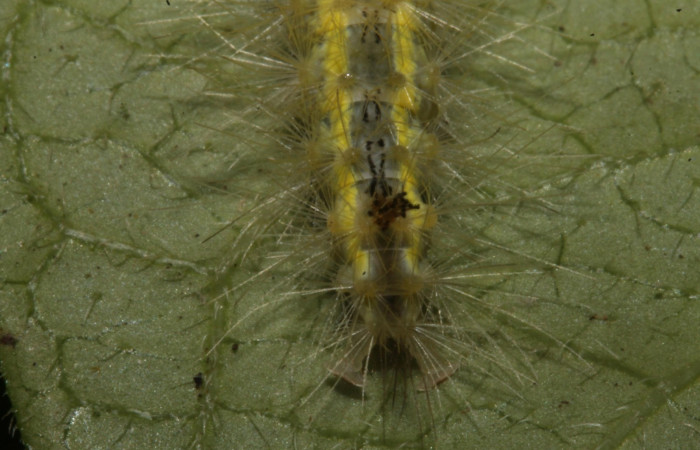 Figura 8. Larva en cuarto estadio <i>Aclytia</i> albistrigaDHJ02 (Erebidae) alimentandose en <i>Mandevilla hirsuta</i> (Apocynaceae) posición cola (14-SRNP-43284-DHJ724015.JPG) 29 julio 2014, Punte Rio Negro (elevación 340 metros).