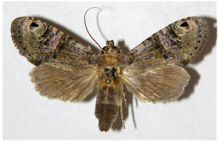 Figura 14. Adulto de <i>Nystalea ocellata</i> Notodontidae (Macho) (04-SRNP-4630-DHJ310950.jpg).