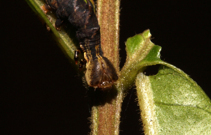 Figura 4. Larva en cuarto estadio <i>Nystalea ocellata</i> (Notodontidae) alimentandose en <i>Mosquitoxylum jamaicense</i> (Anacardiaceae) posición cabeza (14-SRNP-43516-DHJ724048.JPG) 13 agosto 2014, Sendero Tucan (elevación 410metros).