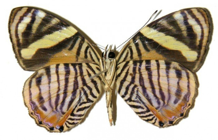 Figura 11. Adulto de <i>Tigridia</i> acestaDHJ03 Nymphalidae 04-SRNP-42405-DHJ307688.jpg posición vista ventral.