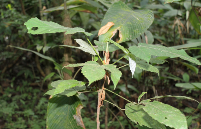 Figura 12. Planta hospedera de <i>Tigridia</i> acestaDHJ03 ,Planta <i>Pourouma bicolor</i> (Urticaceae).