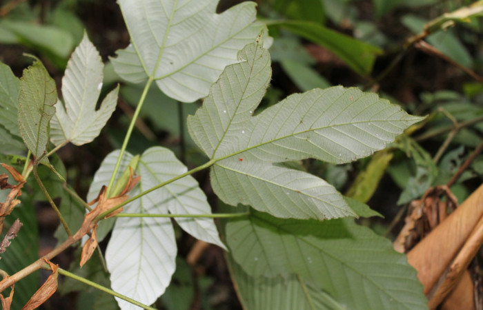 Figura 13. Planta hospedera de <i>Tigridia</i> acestaDHJ03 ,Planta <i>Pourouma bicolor</i> (Urticaceae).