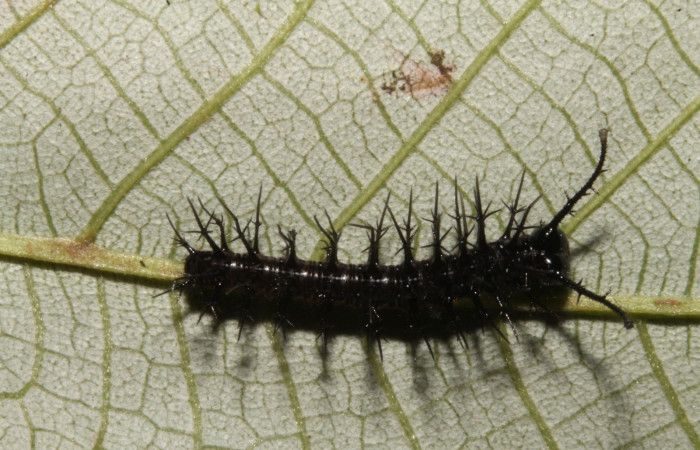 Figura 6. Larva en tercer estadio <i>Tigridia</i> acestaDHJ03 (Nymphalidae) alimentándose en <i>Pourouma bicolor</i> (Urticaceae) posición dorso (14-SRNP-44556-DHJ724260.JPG) 27 Octubre 2014, Sendero Venado  (elevación 420 metros) margen del camino.