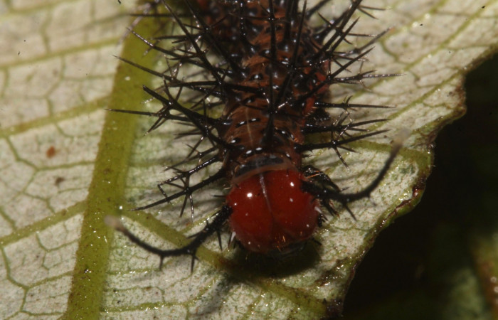 Figura 8. Larva en cuarto estadio <i>Tigridia</i> acestaDHJ03 (Nymphalidae) alimentándose en <i>Pourouma bicolor</i> (Urticaceae) posición cabeza (14-SRNP-44556-DHJ724293.JPG) 5 Noviembre 2014, Sendero Venado  (elevación 420 metros) margen del camino.