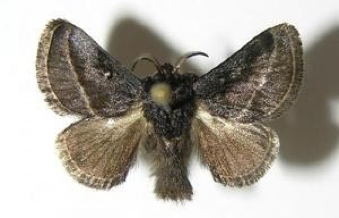 Figura 10. Adulto de <i>Epiperola vaferella</i>, (Limacodidae), posición vista dorsal (Macho). (05-SRNP-40445-DHJ337238.jpg).