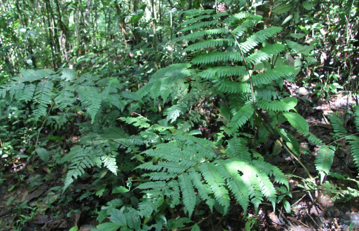 Figura 13. Planta hospedera de <i>Epiperola vaferella</i>, (Limacodidae), Planta <i>Alsophila firma</i>, (Cyatheaceae). Foto. Anabelle Córdoba 6 setiembre 2012.