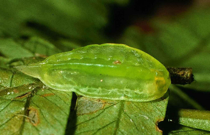 Figura 2. Larva en tercer estadio <i>Epiperola vaferella</i>, (Limacodidae), parasitada de <i>Triraphis</i> Janzen03 de la familia (Braconidae)  , posición lateral, Sector San Cristóbal, Sendero Carmona, (elevación 670 metros). 19 enero 1)998. (98-SRNP-6109-DHJ45734.jpg).   