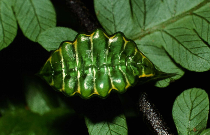 Figura 5. Larva en último estadio <i>Epiperola vaferella</i>, (Limacodidae), alimentándose en <i>Alsophila firma</i> (Cyatheaceae), posición dorsal, Sector San Cristobal, Quebrada San Francisco, (elevación 690 metros). 26 febrero 2001. (01-SRNP-374-DHJ63032.jpg).  