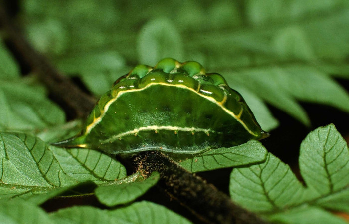 Figura 6. Larva en último estadio <i>Epiperola vaferella</i>, (Limacodidae), alimentándose en <i>Alsophila firma</i> (Cyatheaceae), posición lateral, Sector San Cristobal, Quebrada San Francisco, (elevación 690 metros). 26 febrero 2001. (01-SRNP-374-DHJ63036.jpg).  