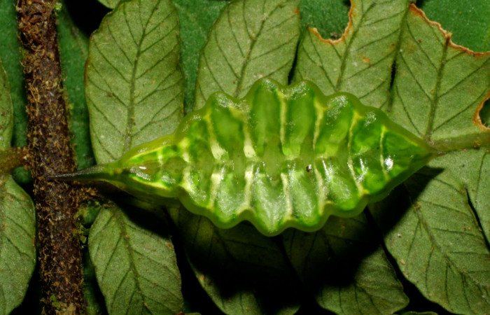 Figura 7. Larva en último estadio <i>Epiperola vaferella</i>, (Limacodidae), alimentándose en <i>Alsophila firma</i> (Cyatheaceae), posición dorsal, Sector Pitilla, Ingas, (elevación 580 metros). 4 febrero 2008. (08-SRNP-30350-DHJ438430.jpg).  