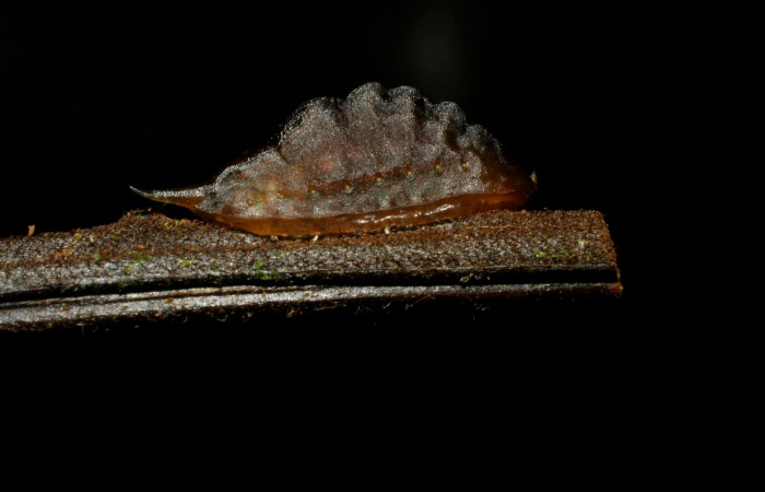 Figura 8. Prepupa <i>Epiperola vaferella</i>, (Limacodidae), alimentándose en <i>Alsophila firma</i> (Cyatheaceae), posición lateral, Sector Pitilla, Sendero Mismo, (elevación 680 metros). 2 abril 2008. (08-SRNP-30752-DHJ438664.jpg).  