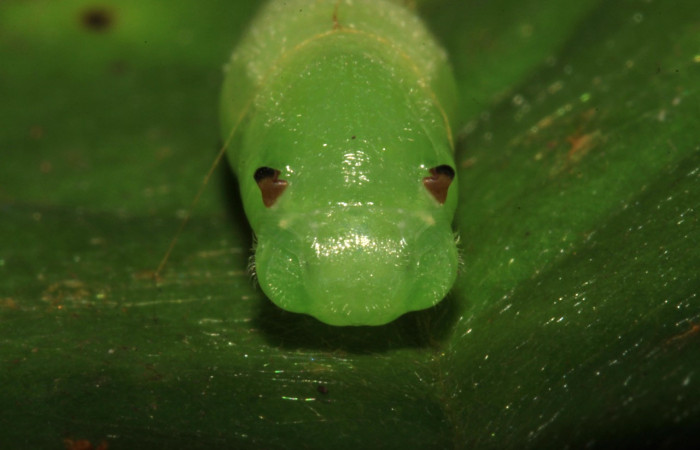  Pupa en posición frontal de <i>Helias cama</i> (Hesperiidae). SectorPitilla, Pasmompa. Voucher 15-SRNP-30263-DHJ721707.jpg.