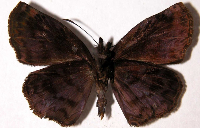  Adulto macho en posición ventral de <i>Helias cama</i> (Hesperiidae).  Sector El Hacha, Sendero Tigre. Voucher  01-SRNP-9588-DHJ90097.