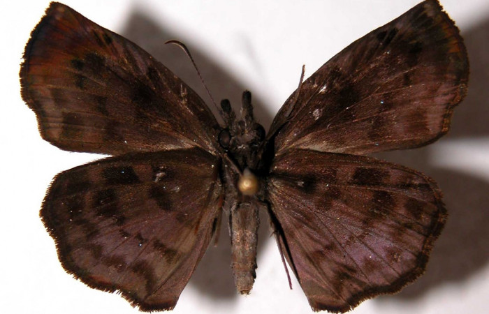  Adulto hembra en posición Ventral de <i>Helias cama</i> (Hesperiidae).  Sector Del Oro, Aceituno. Voucher  02-SRNP-15049-DHJ90099.