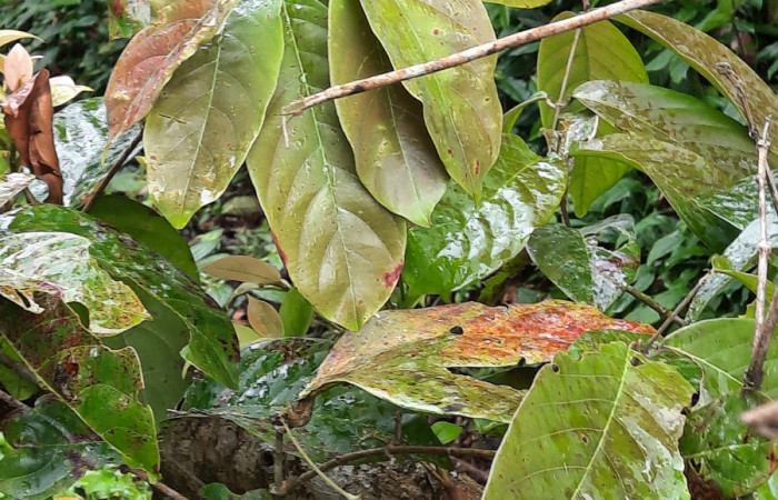  Bejuco de <i>Hiraea reclinata</i> (Malpighiaceae), planta hospedera de <i>Helias cama</i> (Hesperiidae). Sector San Cristóbal, Río Blanco Abajo. Foto, Elda Araya. 22 Febrero 2021   