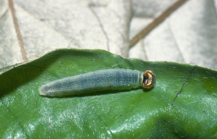  Larva en posición dorsal de <i>Gorgythion begga pyralina</i> (Hesperiidae), PU estadio. Sector Pitilla, Pasmompa. Voucher 04-SRNP-31497-DHJ82495.jpg.