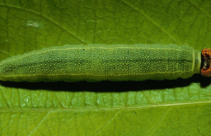  Larva en posición dorsal de <i>Chiomara georgina</i> (Hesperiidae), PU estadio. Sector Santa Rosa, Quebrada Costa Rica. Voucher 92-SRNP-2866-DHJ15623.jpg.