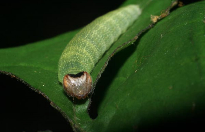  Cabeza en posición frontal de <i>Helias cama</i> (Hesperiidae), U estadio. Sector San Cristóbal, Sendero Huerta. Voucher 08-SRNP-4743-DHJ437647.jpg.