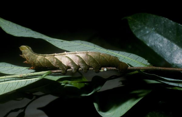 Figura 3. <i>Kloneus babayaga</i> (Sphingidae) último estadio posición lateral, Sector San Cristóbal, Río Blanco Abajo. Voucher 04-SRNP-60316-DHJ87590.jpg.