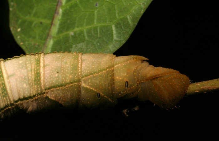 Figura 5. <i>Kloneus babayaga</i> (Sphingidae) último estadio vista trasera, Sector San Cristóbal, Tajo Angeles. Voucher 07-SRNP-1116-DHJ419490.jpg.