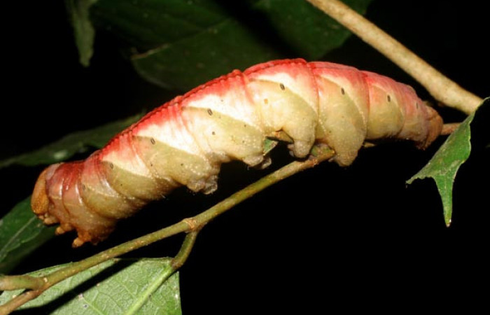 Figura 8. Prepupa de <i>Kloneus babayaga</i> (Sphingidae) posición dorsal Sector San Cristóbal, Tajo Angeles. Voucher 07-SRNP-1116-DHJ419504.jpg.