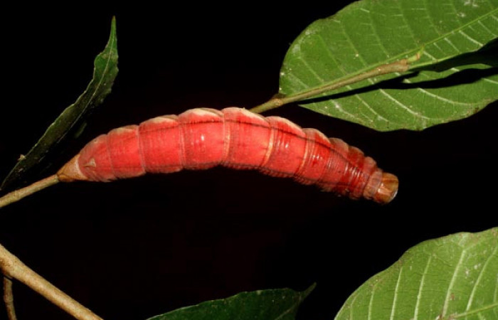 Figura 7. Prepupa de <i>Kloneus babayaga</i> (Sphingidae) posición dorsal Sector San Cristóbal, Tajo Angeles. Voucher 07-SRNP-1116-DHJ419505.jpg.
