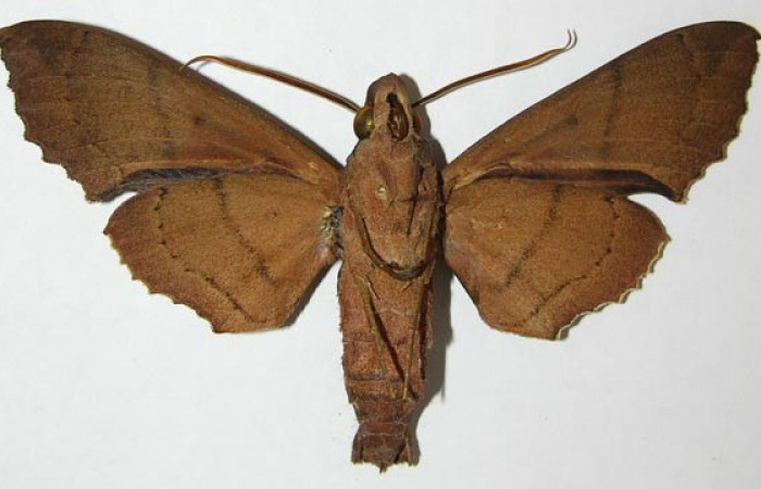 Figura 12. Adulto hembra de <i>Kloneus babayaga</i> (Sphingidae) vista ventral. Voucher 08-SRNP-5119-DHJ507703.jpg.