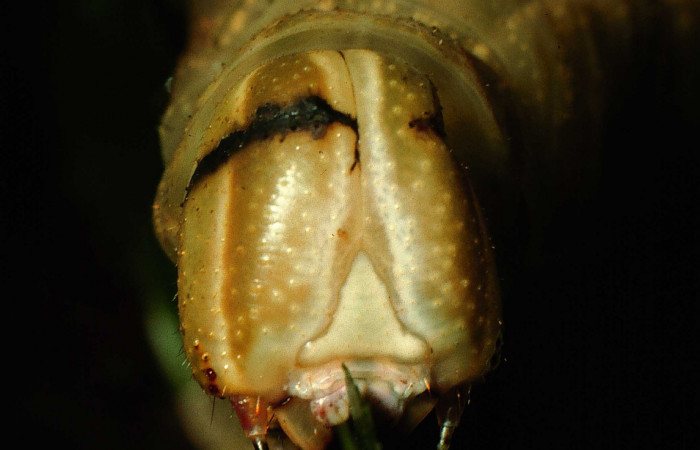 Figura 10. Cabeza en posición frontal de <i>Pachylia darceta</i> (Sphingidae), U estadio. Sector Cacao,  Quebrada Florcita. Voucher 98-SRNP-3241-DHJ44743.jpg.