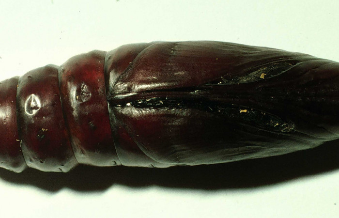 Figura 15. Pupa en posición ventral entero de <i>Pachylia darceta</i> (Sphingidae). Sector Cacao,  SQuebrada Florcita. Voucher 98-SRNP-3241-DHJ44756.jpg.