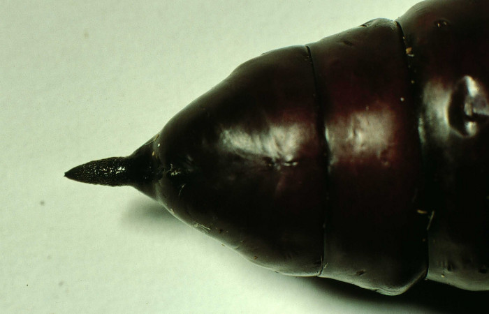 Figura 18. Pupa en posición ventral rear de <i>Pachylia darceta</i> (Sphingidae). Sector Cacao,  Quebrada Florcita. Voucher 98-SRNP-3241-DHJ44758.jpg.