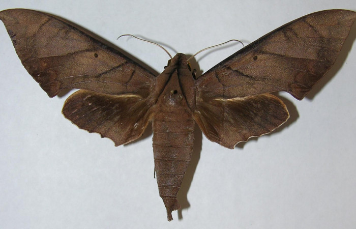 Figura 19. Adulto macho en posición dorsal de <i>Pachylia</i> darcetaDHJ02 (Sphingidae). Sector San Cristóbal,  Estacion San Gerardo. Voucher 06-SRNP-5803-DHJ347348.