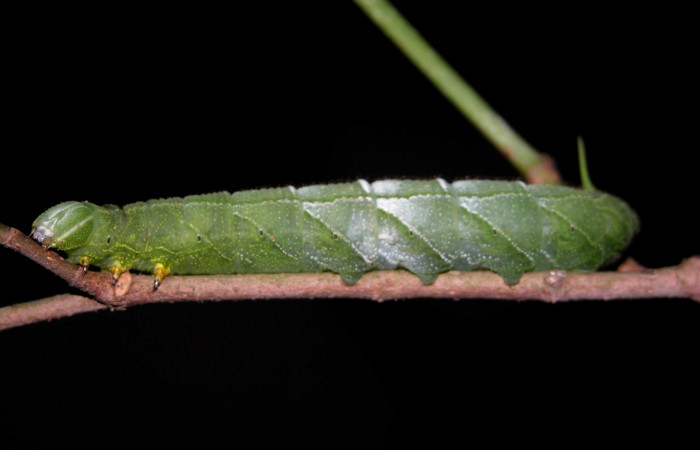 Figura 5. Larva en posición lateral de <i>Pachylia darceta</i> (Sphingidae), U estadio. Sector Del Oro,  Chon. Voucher 03-SRNP-15990-DHJ400991.jpg.
