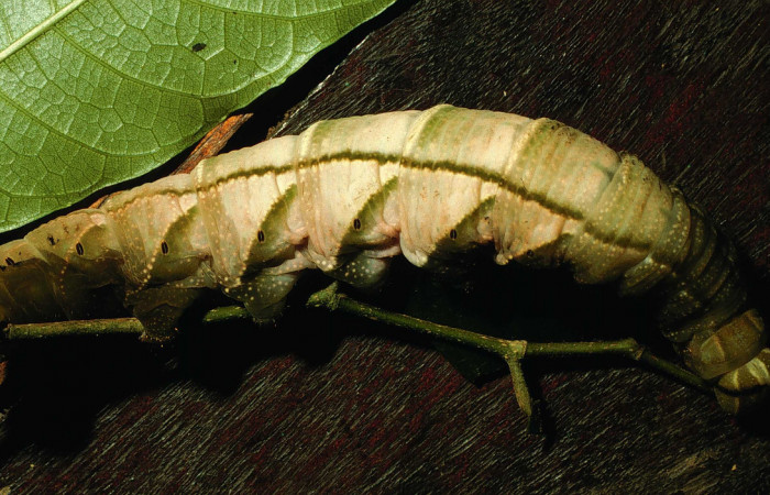 Figura 7. Larva en posición lateral entero de <i>Pachylia darceta</i> (Sphingidae), U estadio. Sector Cacao,  Quebrada Florcita. Voucher 98-SRNP-3241-DHJ44747.jpg.
