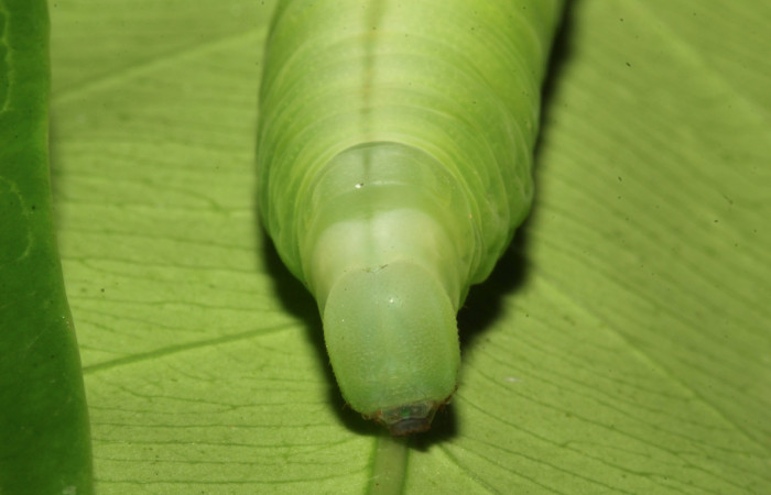 Figura 8. Cabeza en posición frontal de <i>Pachylia</i> darcetaDHJ02 (Sphingidae), U estadio. Sector Pitilla, Sendero Naciente. Voucher 17-SRNP-31478-DHJ739041.jpg.