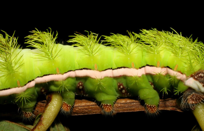 Figura. 6 Detalle parte central lateral <i>Automeris tridens</i> de la familia, (Saturniidae). Voucher, 05- SRNP-59193-DHJ408534.