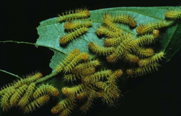 Figura. 3 Grupo de larvas de <i>Automeris tridens</i> de la familia, (Saturniidae). Voucher, 82-SRNP-868-DHJ4969.