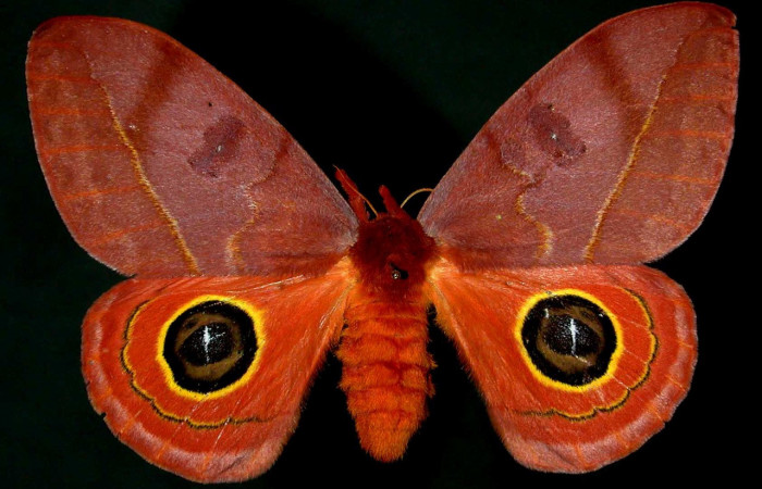 Figura. 8 Adulto hembra <i>Automeris tridens</i> de la familia, (Saturniidae). Posición dorsal. Voucher, 93-SRNP-7996.41- DHJ31108. 